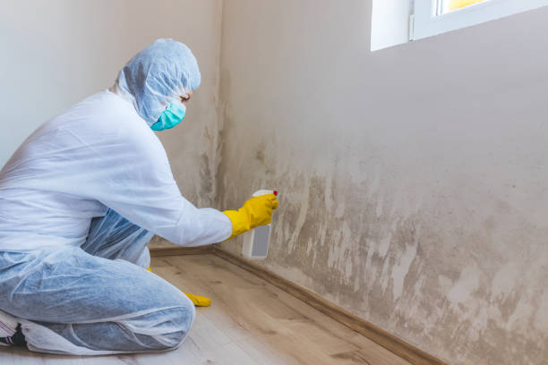 Best Basement Mold Removal  in Campbell, MO